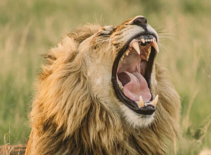 We Need Protect Animals  from Poachers in Africa